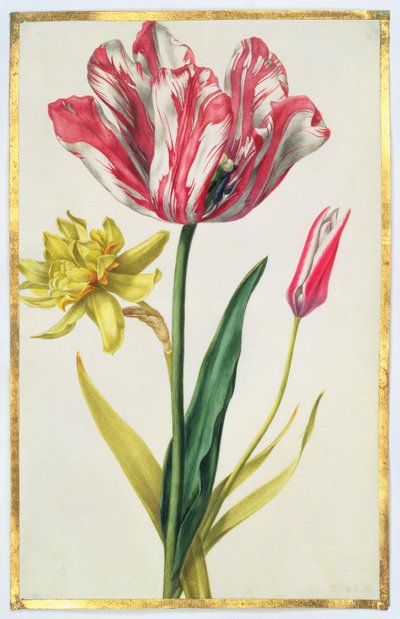 Daffodil and Tulip by Nicolas Robert